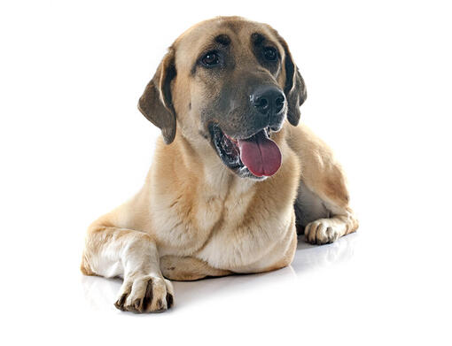 Anatolian Shepherd Dog Breed Information Purina